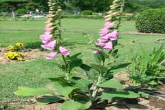 Digitalis purpurea